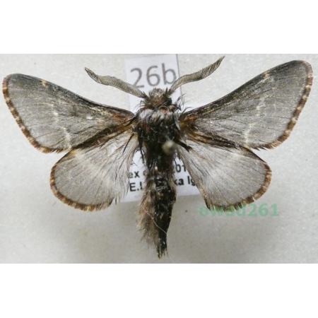 Poecilocampa populi (Linnaeus, 1758) male Czech26b